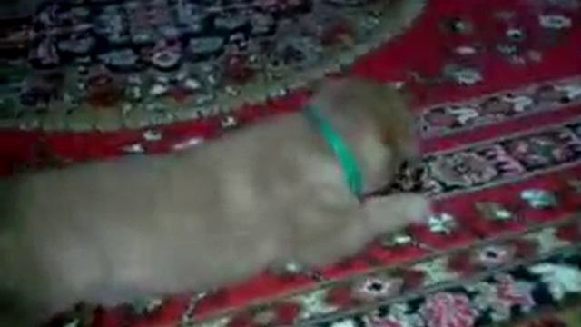 Рони 2 месяца))) смотреть онлайн