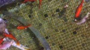 Карась красный прудовой