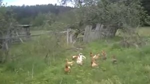 Курочка ряба