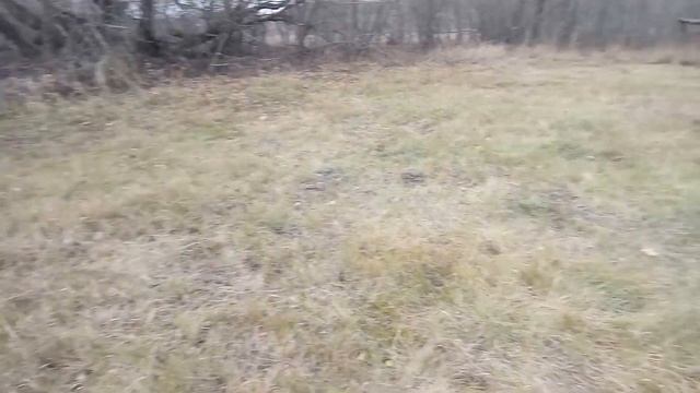 Телята породы Джерси.