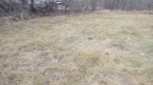 Телята породы Джерси.