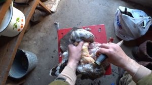 Охота на гусей "Дробь №5", анализ ранений (goose hunting)