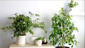 Комнатные деревья в горшках: польза для человеческого здоровья