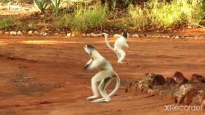 лемуры сифаки