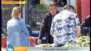 Подарок природы: в Братске уже собирают урожай грибов