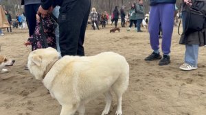 Пикник для собак прошел во Владивостоке во второй раз.