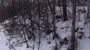 Про Охоту - ШЕСТЬ рябчиков за 20 минут ИЛИ как найти РЯБЧИКА в лесу.