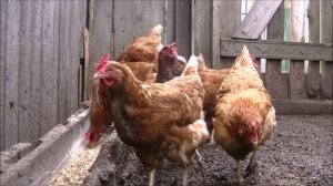 Бизнес план разведения на 100 кур