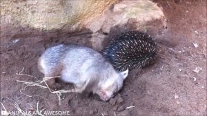 До и После Взросления — Невероятные Трансформации Животных