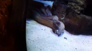 istanbul akvaryum SEA LIFE\Стамбульский аквариум Sea Life часть 4