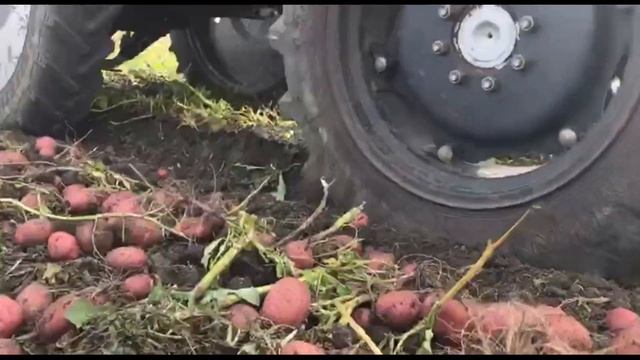 Сорт Торнадо 2020. Белая мякоть. смотреть онлайн