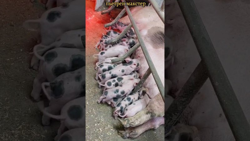 @million_on_pigs #89835488060 #бронь #деревня #pigs #хозяйство #свиноводство #миллион #пьетрен