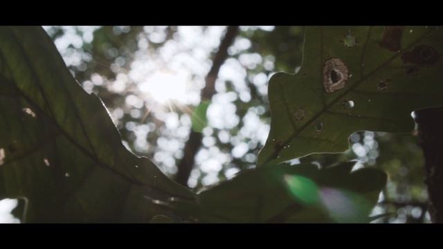 FOREST ? | SONY ALPHA 6300 смотреть онлайн