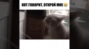 Кот говорит открой дверь