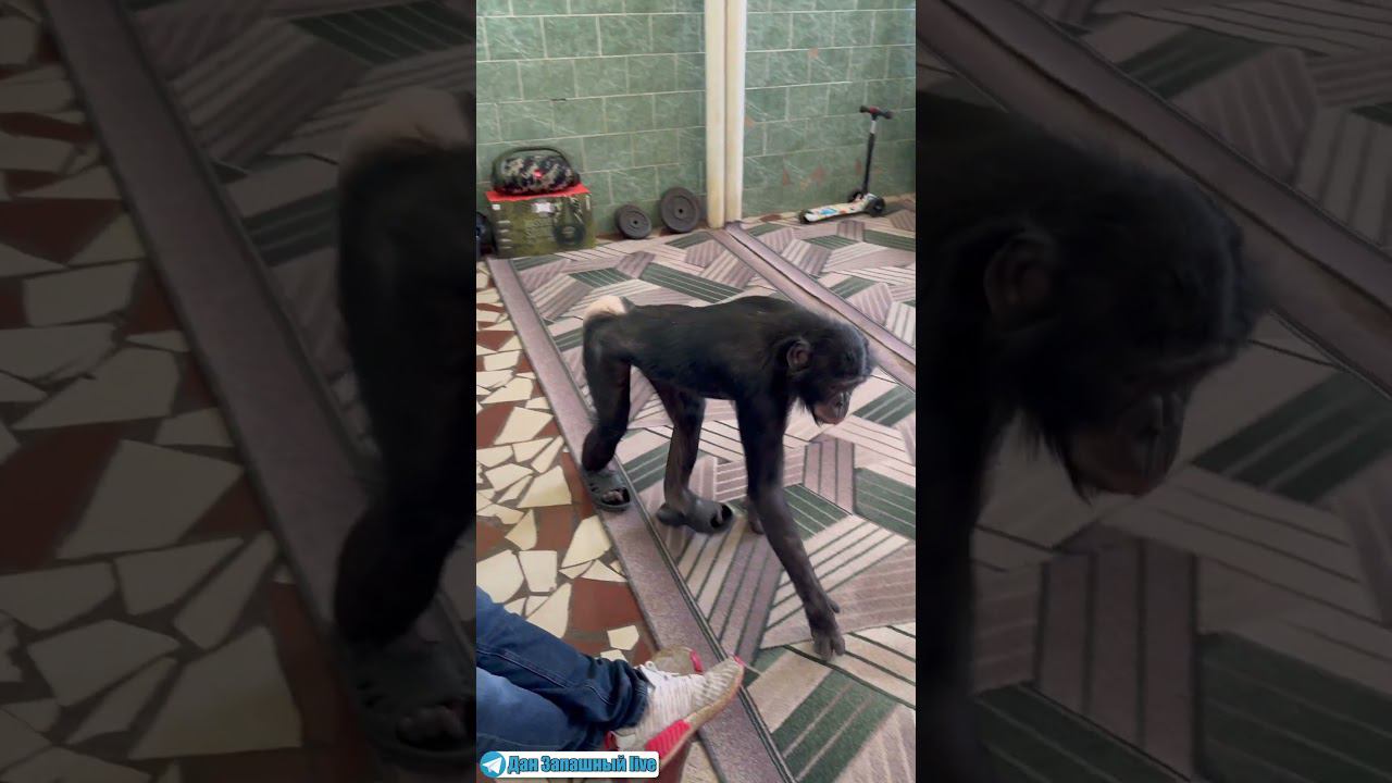 ПРИКОЛ! Шимпанзе одела тапки а трусы забыла смотреть онлайн