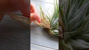 Тилландсия ионата скапоза