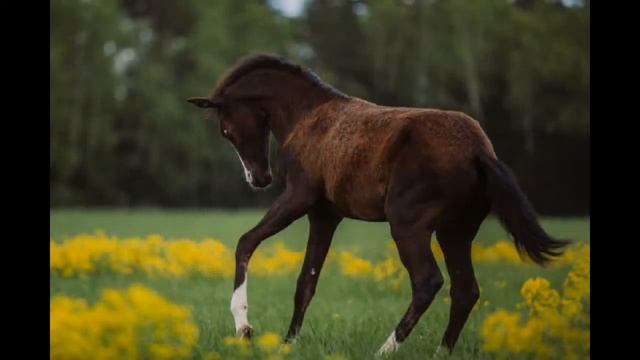 Почему ржут лошади? смотреть онлайн