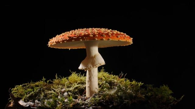 Fly agaric growing time lapse filmed over 3 days. Magic mushroom Amanita muscaria смотреть онлайн