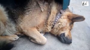 храп собаки