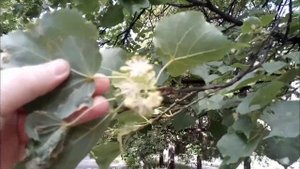 ЦВЕТЕНИЕ ЛИПЫ//ЛИПА+В ЦВЕТУ//ЧЕМ ПОЛЕЗЕН ЛИПОВЫЙ ЦВЕТ//ЗНАКИ ВНИМАНИЯ НА РАБОТЕ//ПРИЯТНЫЕ НОВОСТИ//
