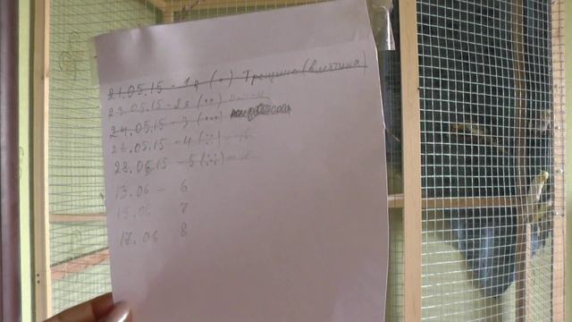 Попугаи кореллы Разведение 2 Итоги.