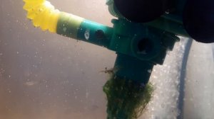 Пресноводные рыбы в морском аквариуме Гуппи в морском аквариуме. креветки погибли почти все...