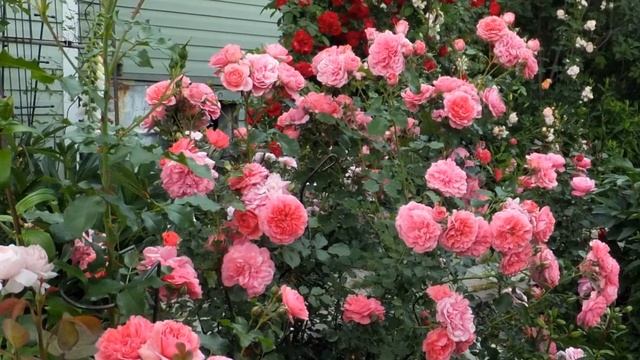 Rosarium Uetersen rose смотреть онлайн