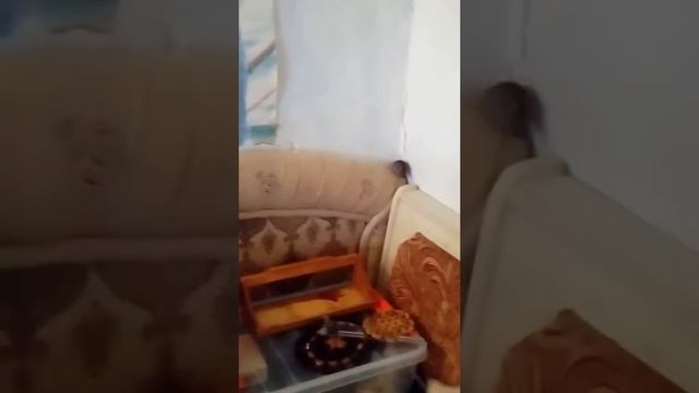 Одомашнивание дикой мыши. Кормим дикую мышь.