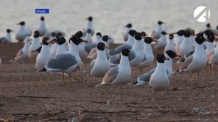 На территории памятника природы в Астраханской области установлен диагноз гриппа птиц