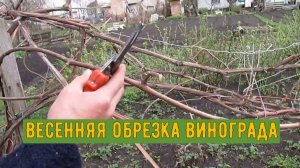 Весенняя обрезка винограда