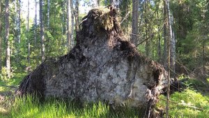 За фотоловушкой в лес