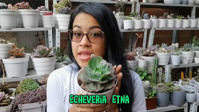 TOP 10: Suculentas grandes de rápido crecimiento y sus cuidados + nombres 🌱 | Jardines by Angie смотреть онлайн