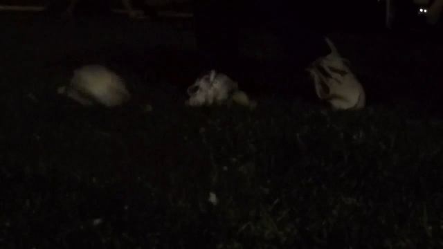 Fruit Golf смотреть онлайн