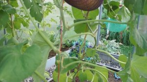 САМАЯ СЛАДКАЯ ДЫНЯ