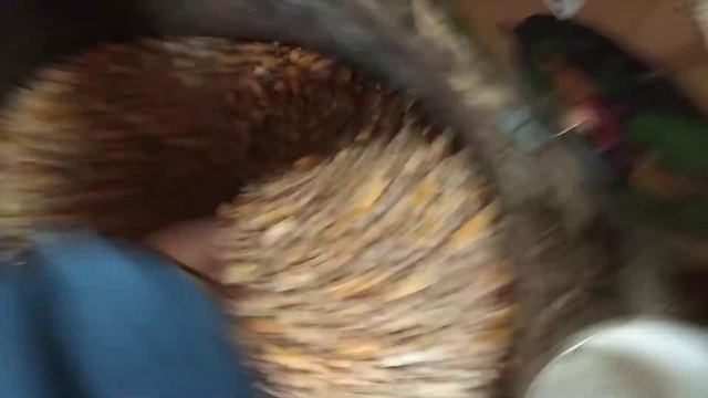 Корм для голубей. смотреть онлайн