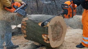 Husqvarna 592xp, Stihl MS 661, Husqvarna 395xp - cutting & racing !!!