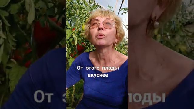 удаление листьев у томата. сколько и когда