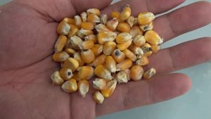 Комплекс оборудования для очистки кукурузы / Зерноочистительные комплексы