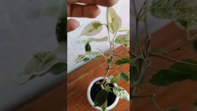 Спасение Фикуса эльдорадо! смотреть онлайн