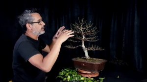 COMO DEFOLIAR UN  BONSAI FICUS BENJAMINA - CUANDO Y PORQUE HACERLO!