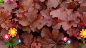 Гейхера гибридная Махагон. Краткий обзор, описание характеристик heuchera Mahogany