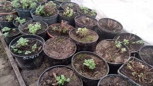 Мультифлора , после зимовки в неотапливаемой теплице.