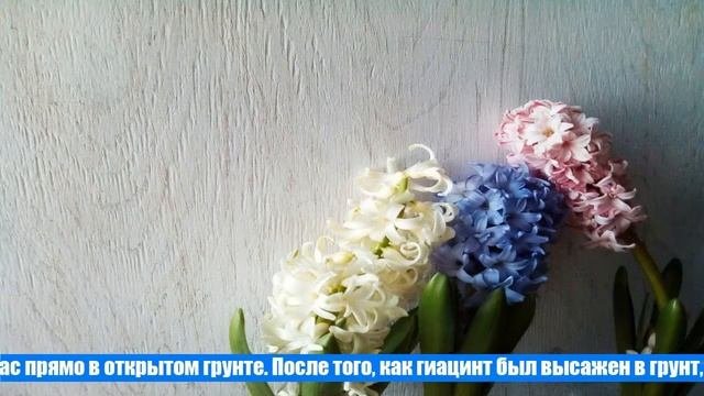 Что делать с гиацинтами после цветения в домашних условиях?