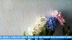 Что делать с гиацинтами после цветения в домашних условиях?