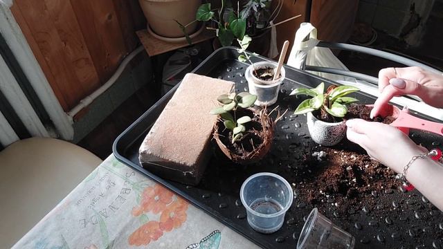 Очередная пересадка хойечек 🌱🪴👌