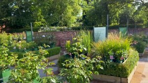 Розы в саду 2022. Питомник Дэвида Остина. Английские розы Остина. Прогулка по питомнику.