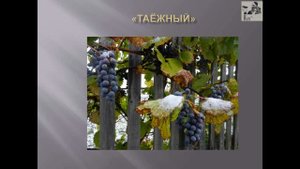 НОВЫЕ ФОРМЫ ВИНОГРАДА ДЛЯ ПОДМОСКОВЬЯ