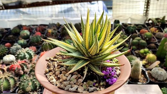 Haworthia fasciata variegata - Cacti Succulent Review смотреть онлайн