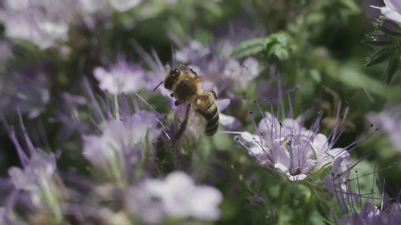 Пчела работает на фацелии смотреть онлайн