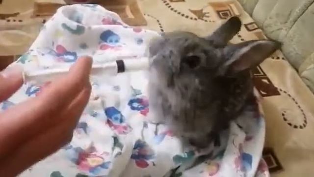 кормление крольчат смотреть онлайн